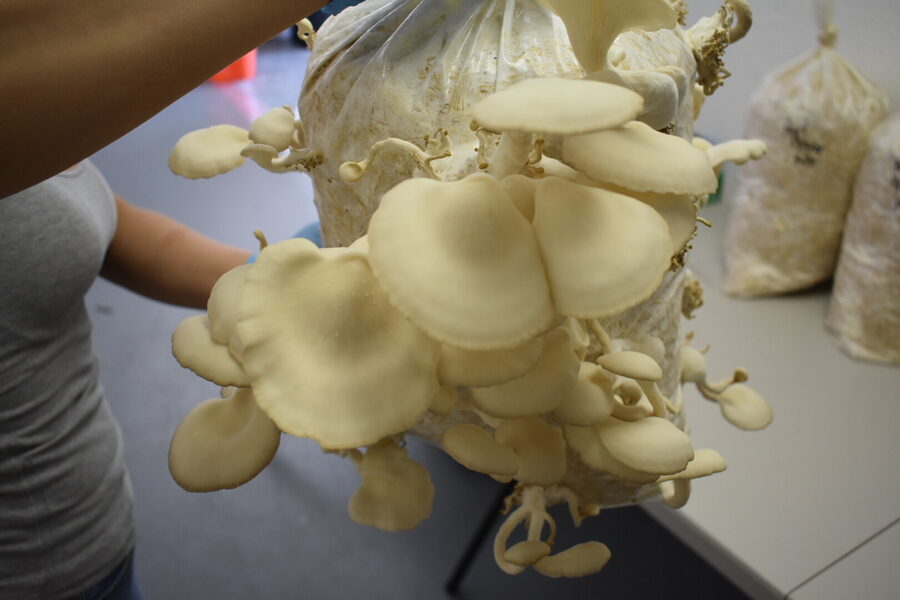 A full flush off one straw bag