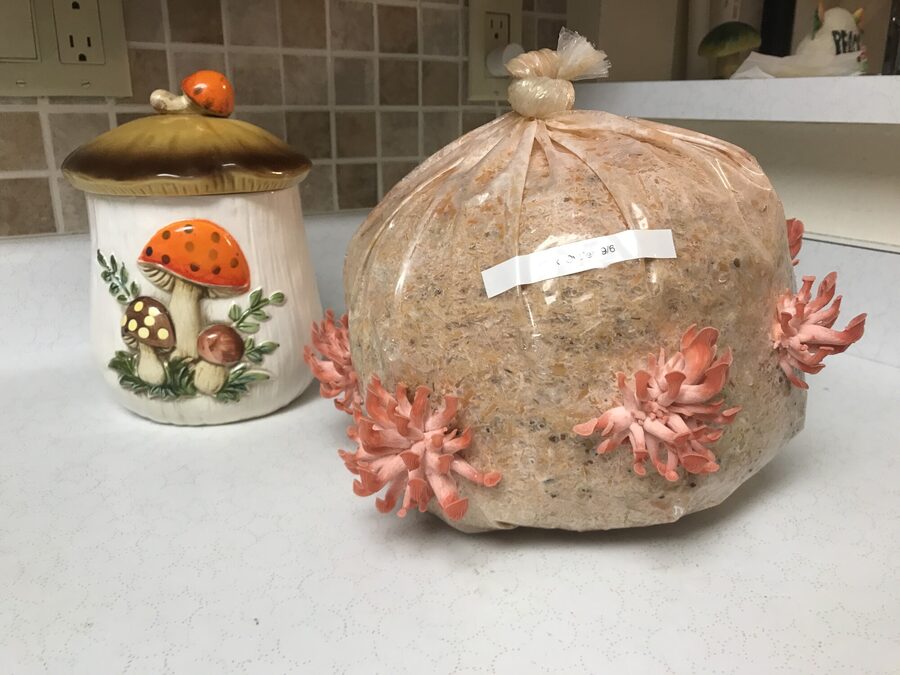 Pink oyster fruiting from straw